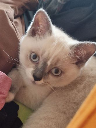 BKH Bluepoint Kitten