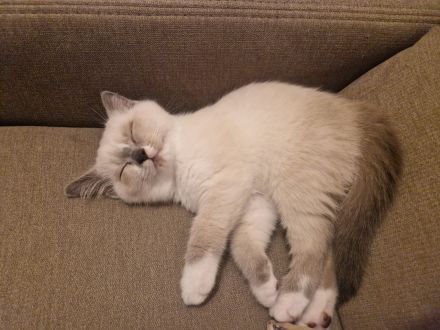 BKH Bluepoint Kitten