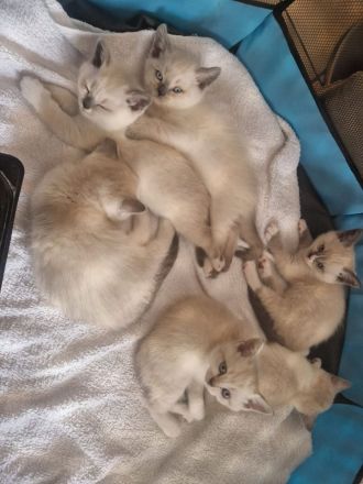 BKH Bluepoint Kitten