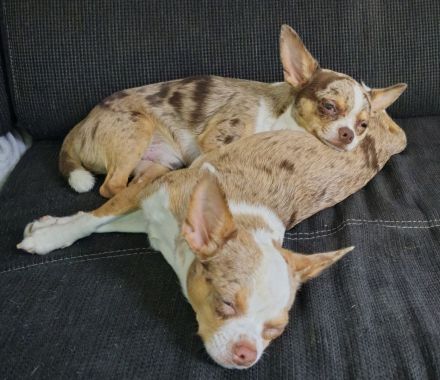 Chihuahua Geschwister