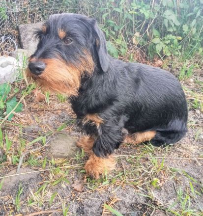 Rauhaardackel Deckrüde