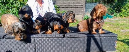 Rauhaardackel Deckrüde