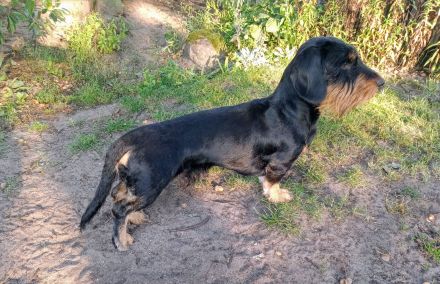 Rauhaardackel Deckrüde