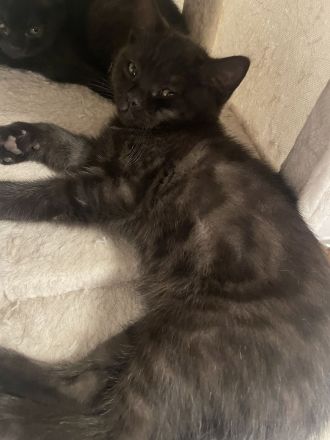 Sehr schöne reinrassige BKH Kitten in liebevolle Hände zu geben