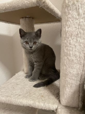 Sehr schöne reinrassige BKH Kitten in liebevolle Hände zu geben