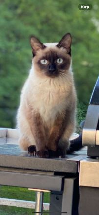 Siam Katze