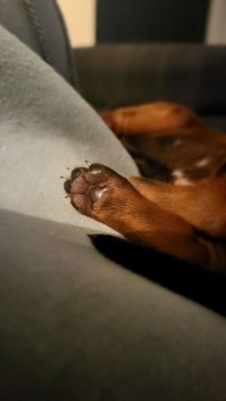 Rhodesian Ridgeback Welpen