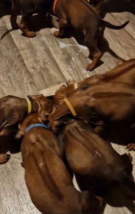 Rhodesian Ridgeback Welpen