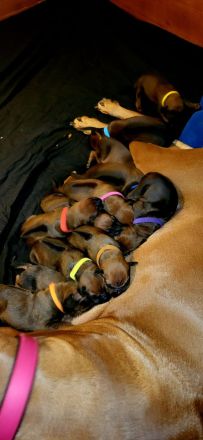 Rhodesian Ridgeback Welpen