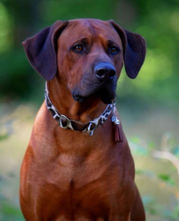 Rhodesian Ridgeback Welpen