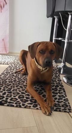 Rhodesian Ridgeback Welpen
