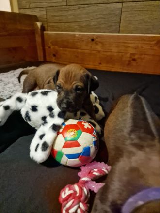 Rhodesian Ridgeback Welpen