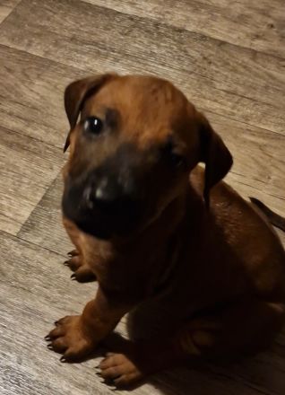 Rhodesian Ridgeback Welpen