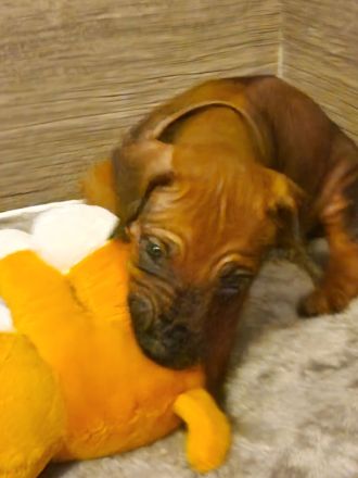 Rhodesian Ridgeback Welpen