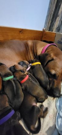 Rhodesian Ridgeback Welpen