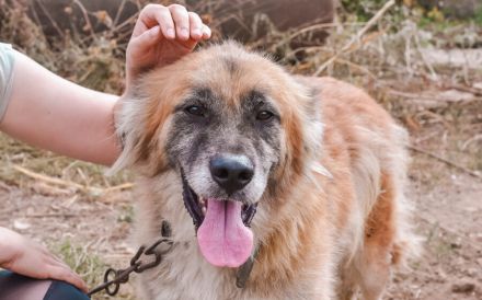 Atreju wünscht sich ein warmes Körbchen