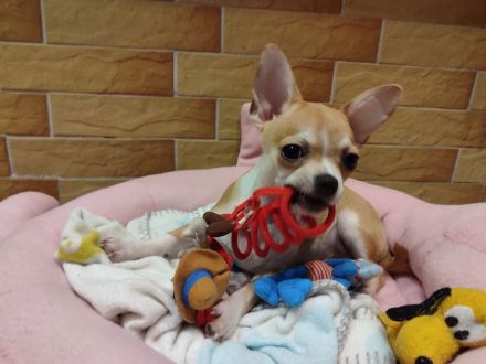 Süße Rüde Chihuahua Welpen von den Saint Simon Origins!