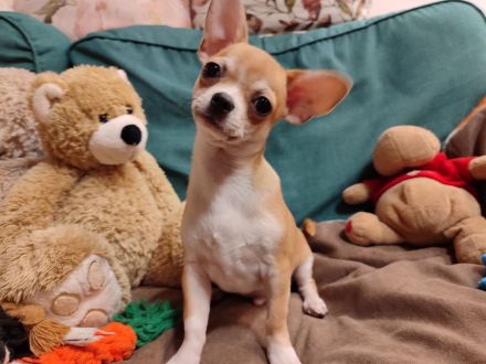 Süße Rüde Chihuahua Welpen von den Saint Simon Origins!