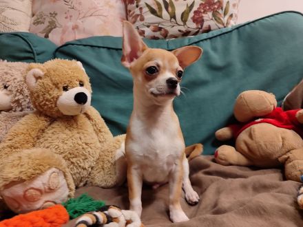 Süße Rüde Chihuahua Welpen von den Saint Simon Origins!