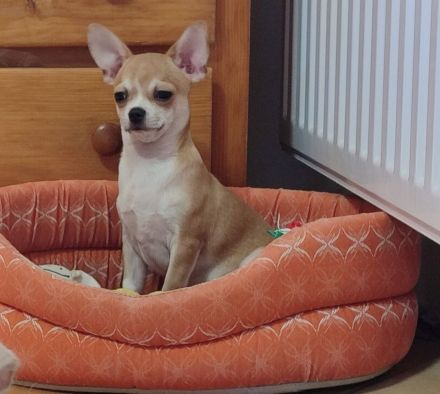 Süße Rüde Chihuahua Welpen von den Saint Simon Origins!