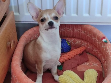 Süße Rüde Chihuahua Welpen von den Saint Simon Origins!