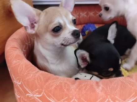 Süße Rüde Chihuahua Welpen von den Saint Simon Origins!