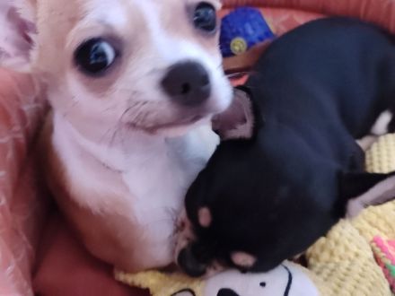 Süße Rüde Chihuahua Welpen von den Saint Simon Origins!