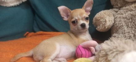 Süße Rüde Chihuahua Welpen von den Saint Simon Origins!