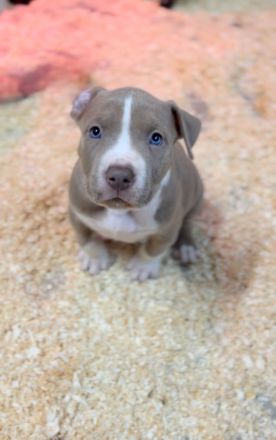 Wunderschöne American Bully Welpen der extraklasse in sehr edlen Farben vom Züchter