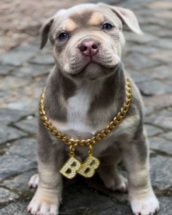 Wunderschöne American Bully Welpen der extraklasse in sehr edlen Farben vom Züchter