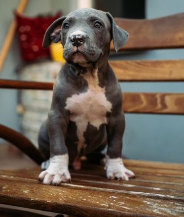 Wunderschöne American Bully Welpen der extraklasse in sehr edlen Farben vom Züchter