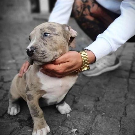 Wunderschöne American Bully Welpen der extraklasse in sehr edlen Farben vom Züchter