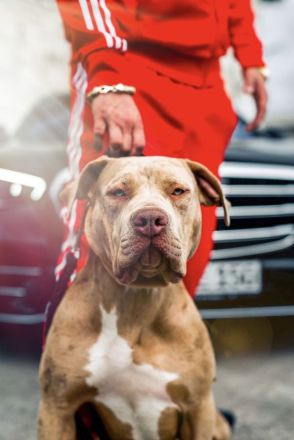 Wunderschöne American Bully Welpen der extraklasse in sehr edlen Farben vom Züchter