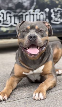 Wunderschöne American Bully Welpen der extraklasse in sehr edlen Farben vom Züchter