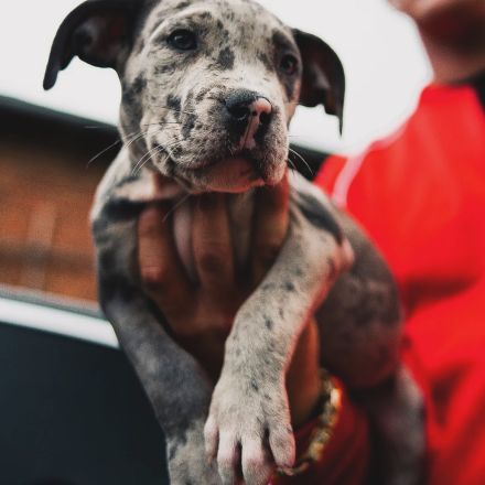 Wunderschöne American Bully Welpen der extraklasse in sehr edlen Farben vom Züchter