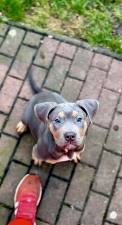 Wunderschöne American Bully Welpen der extraklasse in sehr edlen Farben vom Züchter