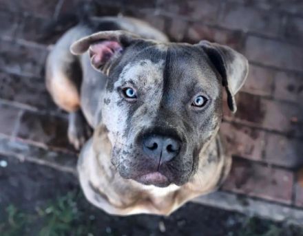 Sehr vielversprechend American Bully Welpen in luxuriösen Farben sind geboren / ABKC / VOM ZÜCHTER *