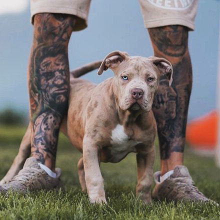 Sehr vielversprechend American Bully Welpen in luxuriösen Farben sind geboren / ABKC / VOM ZÜCHTER *