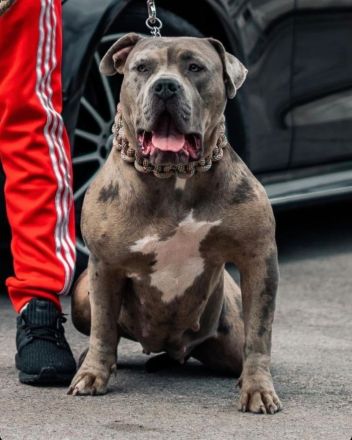 Sehr vielversprechend American Bully Welpen in luxuriösen Farben sind geboren / ABKC / VOM ZÜCHTER *