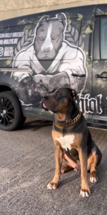 Sehr vielversprechend American Bully Welpen in luxuriösen Farben sind geboren / ABKC / VOM ZÜCHTER *