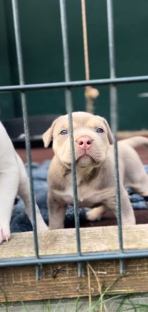 Sehr vielversprechend American Bully Welpen in luxuriösen Farben sind geboren / ABKC / VOM ZÜCHTER *
