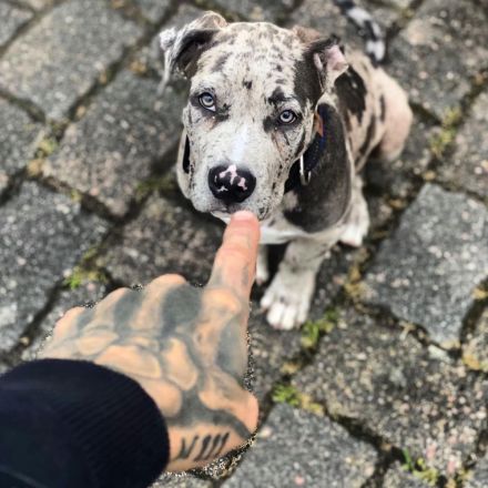 Sehr vielversprechend American Bully Welpen in luxuriösen Farben sind geboren / ABKC / VOM ZÜCHTER *