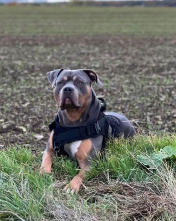 Sehr vielversprechend American Bully Welpen in luxuriösen Farben sind geboren / ABKC / VOM ZÜCHTER *