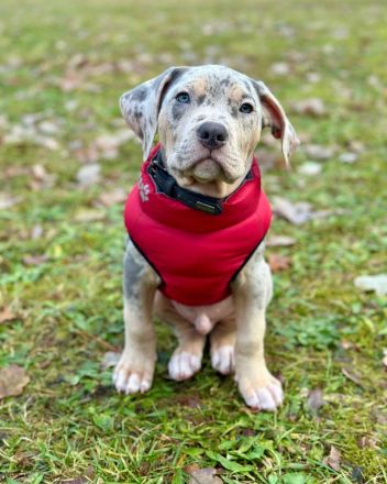 Sehr vielversprechend American Bully Welpen in luxuriösen Farben sind geboren / ABKC / VOM ZÜCHTER *