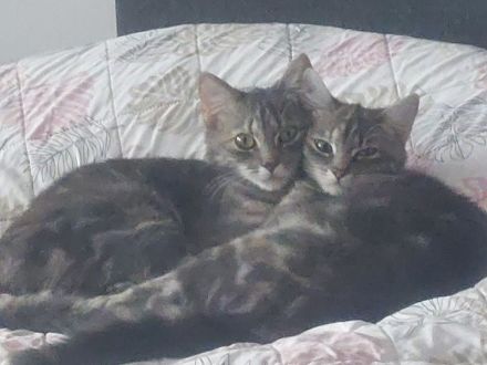 Britisch kurzhaar Türkisch Algora mix Katzen