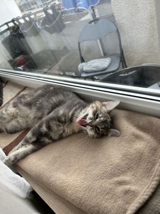 Britisch kurzhaar Türkisch Algora mix Katzen