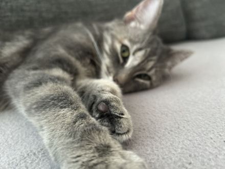 Britisch kurzhaar Türkisch Algora mix Katzen