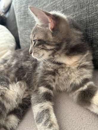 Britisch kurzhaar Türkisch Algora mix Katzen