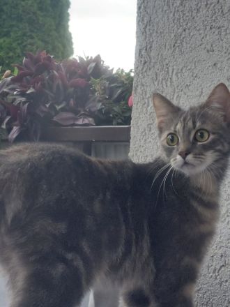 Britisch kurzhaar Türkisch Algora mix Katzen