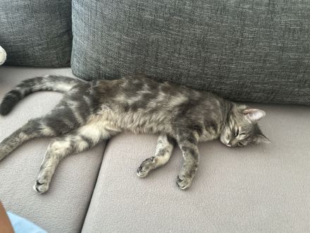 Britisch kurzhaar Türkisch Algora mix Katzen